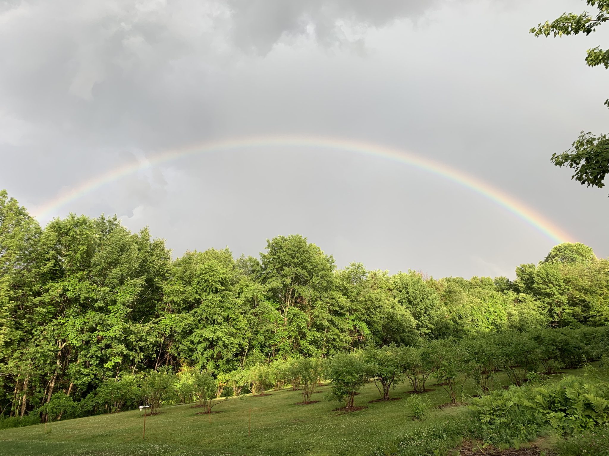 Sky Blueberry Farm Newtown, Connecticut